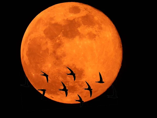 Silhouette Oiseaux Devant Pleine Lune — Photo