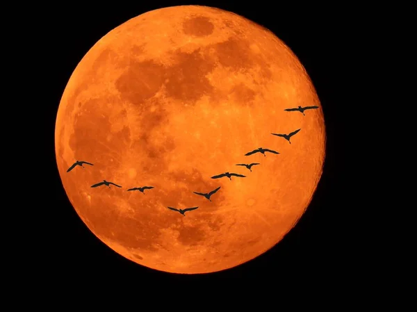 Silhouette of birds in front of full moon