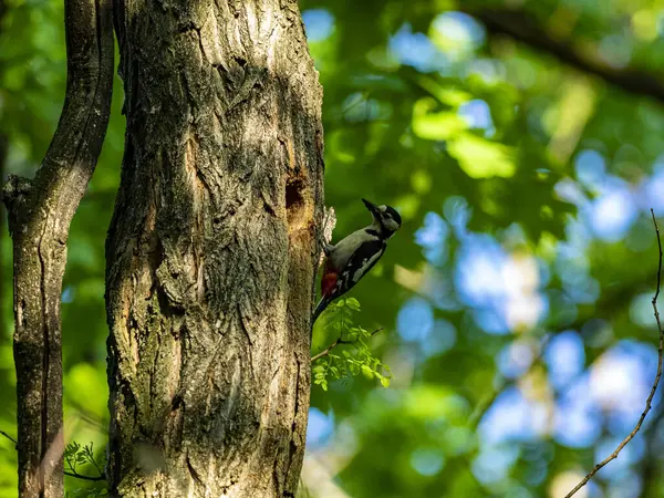 Pica Pau Uma Fábrica Uma Floresta — Fotografia de Stock