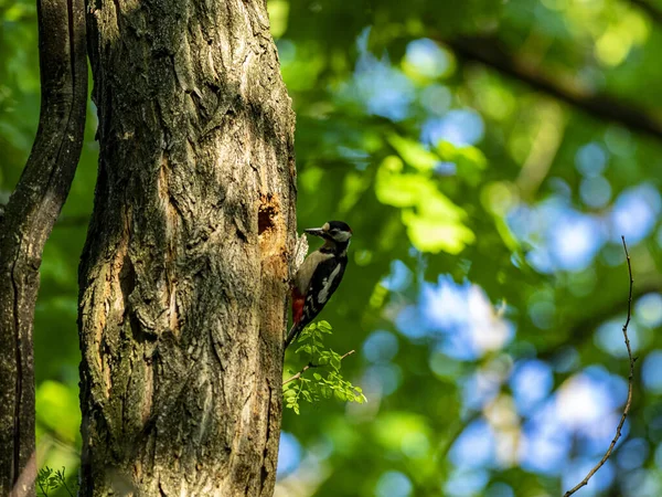 Pica Pau Uma Fábrica Uma Floresta — Fotografia de Stock