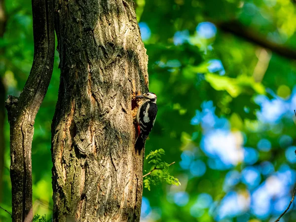 啄木鸟在树林里的植物上啄食 — 图库照片