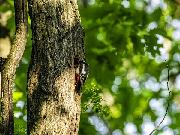 Ağaçkakan Ormandaki Bir Bitkinin Üstünde — Stok fotoğraf