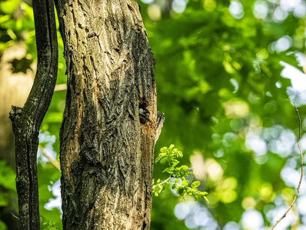 Ağaçkakan Ormandaki Bir Bitkinin Üstünde — Stok fotoğraf