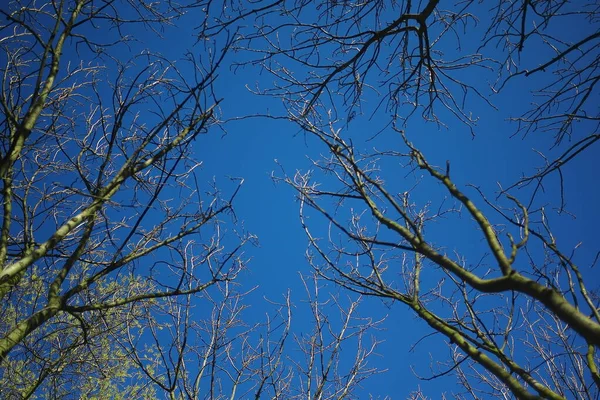 Dead Plant Winter Blue Sky — Stock Photo, Image