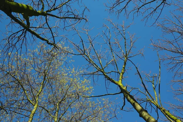 Dead Plant Winter Blue Sky — Stock Photo, Image