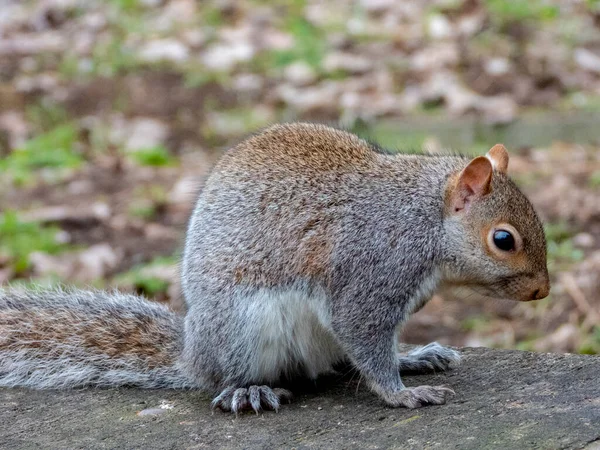 Esquilo Cinzento Parque — Fotografia de Stock