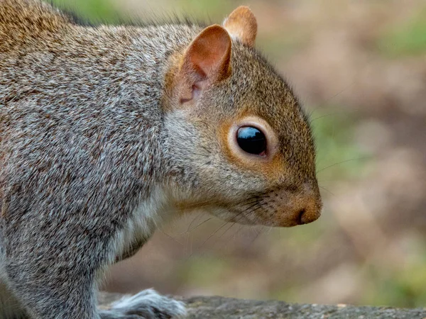 Grey Squirrel Park — Stock Photo, Image