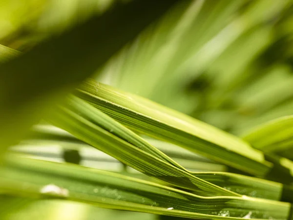 Primer Plano Palmera Verde — Foto de Stock