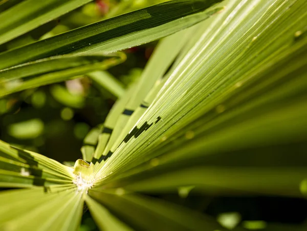 Primer Plano Palmera Verde — Foto de Stock