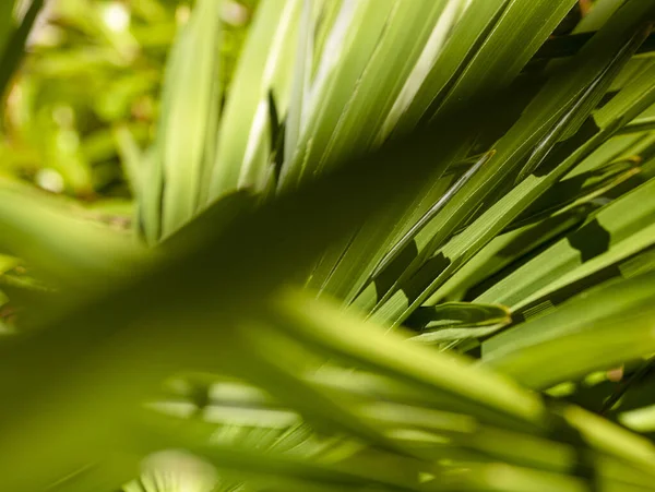 Primer Plano Palmera Verde — Foto de Stock