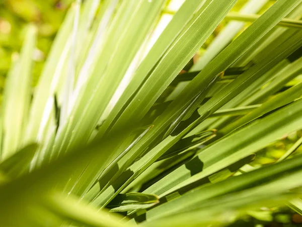 Primer Plano Hojas Palma — Foto de Stock