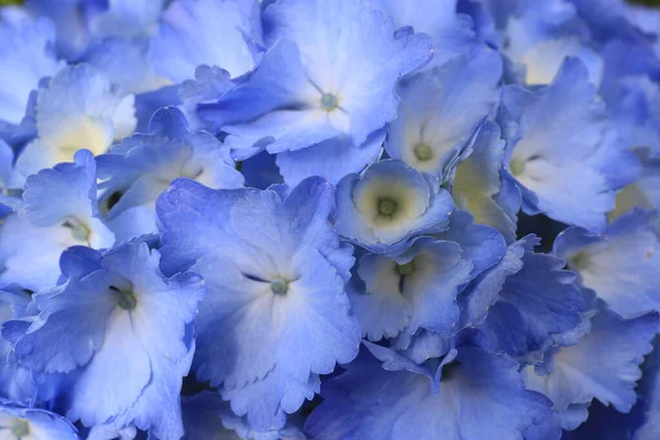Closeup Flores Hortênsia — Fotografia de Stock