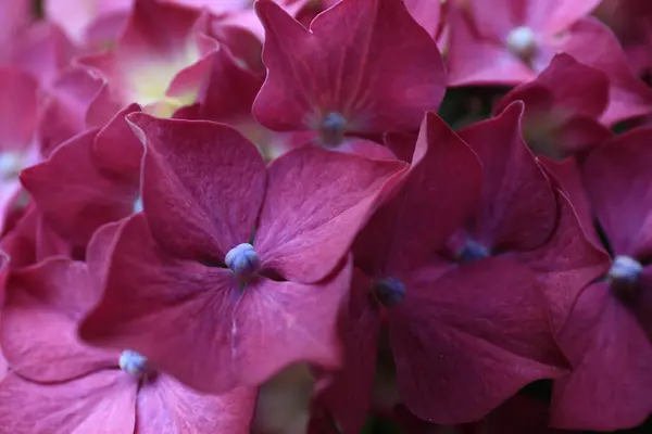 Primer Plano Las Flores Hortensias — Foto de Stock
