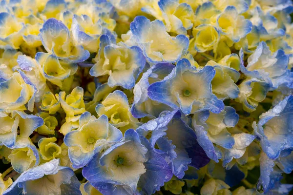 Κλείσιμο Των Λουλουδιών Της Ορτανσίας — Φωτογραφία Αρχείου