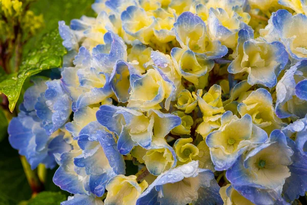 Primer Plano Las Flores Hortensias — Foto de Stock