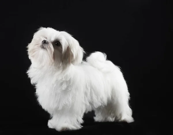 Little Maltese Dog Portrait — Stockfoto