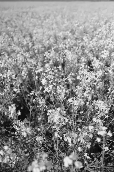 Fält Med Blomma Svart Och Vitt — Stockfoto