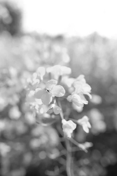 Campo Con Flor Blanco Negro —  Fotos de Stock