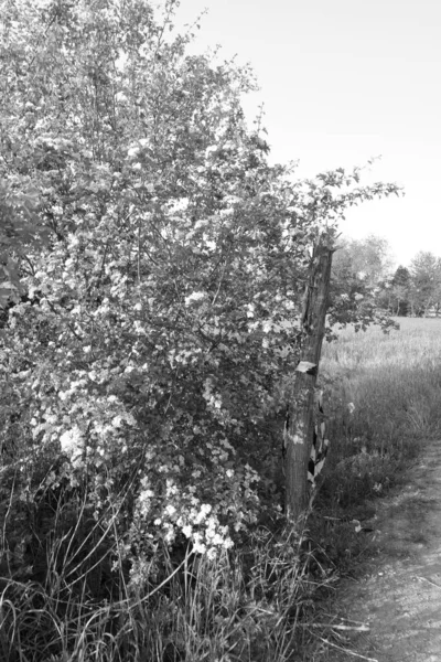 Campo Con Flor Blanco Negro —  Fotos de Stock