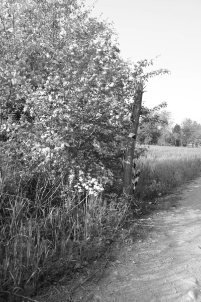 Estrada Rural Durante Dia Chuvoso — Fotografia de Stock