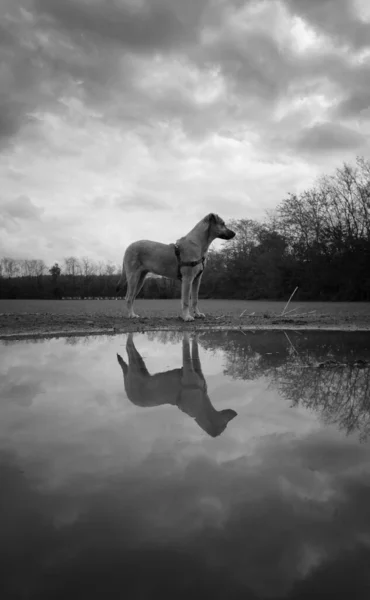 Landweg Tijdens Een Regendag — Stockfoto