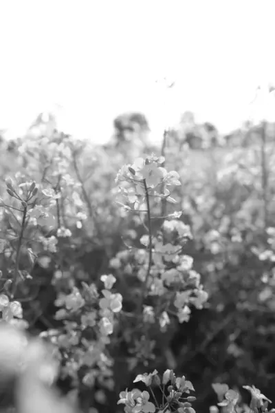 Χωράφι Λουλούδια Μαύρο Και Άσπρο — Φωτογραφία Αρχείου