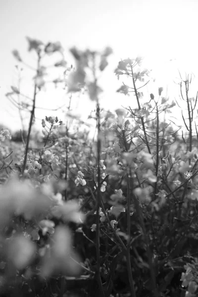Χωράφι Λουλούδια Μαύρο Και Άσπρο — Φωτογραφία Αρχείου