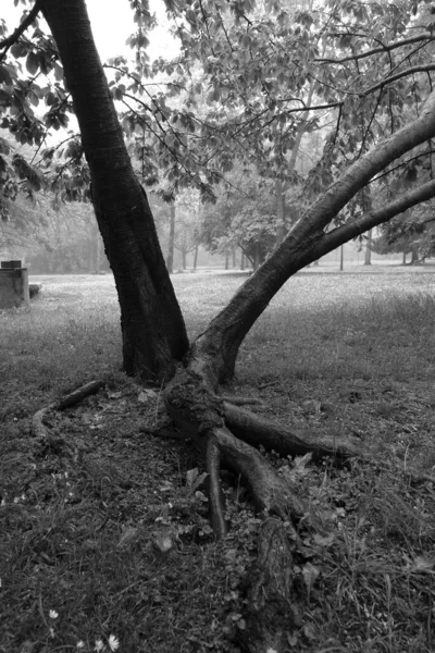 Yağmurlu Bir Günde Park Siyah Beyaz — Stok fotoğraf