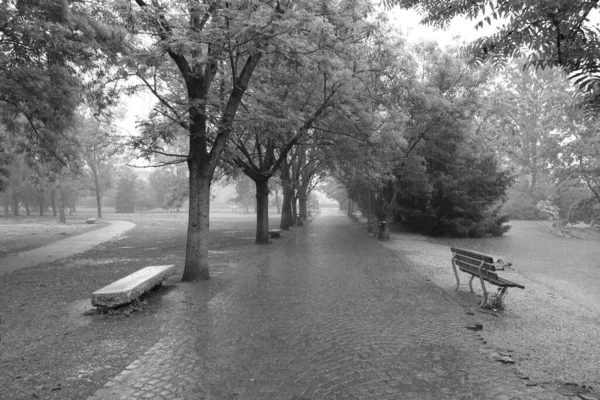雨の日に公園 黒と白 — ストック写真