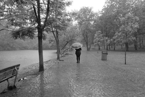 Egy Esős Napon Parkolj Fekete Fehér — Stock Fotó