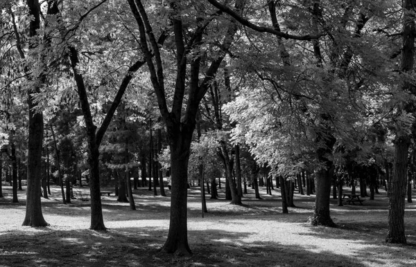 Park Miejski Wiosną Brak Ludzi — Zdjęcie stockowe