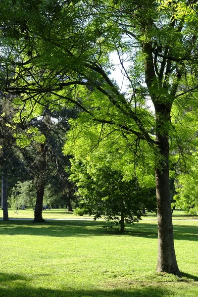 Parque Ciudad Primavera Hay Gente Imagen De Stock