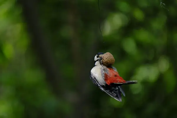 Erithacus Rubella Comer Uma Noz Árvore — Fotografia de Stock