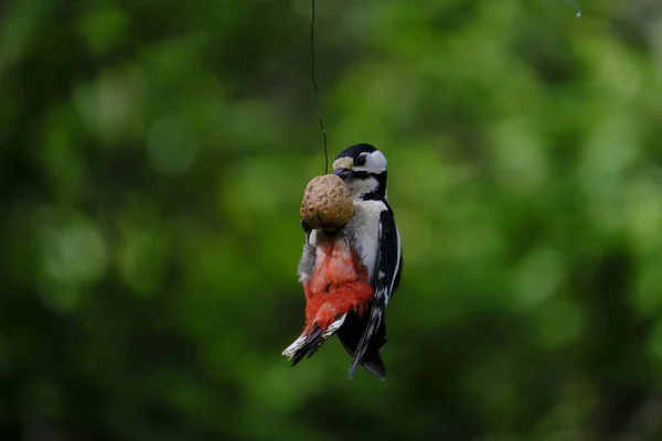 Erithacus Rubella Comer Uma Noz Árvore — Fotografia de Stock