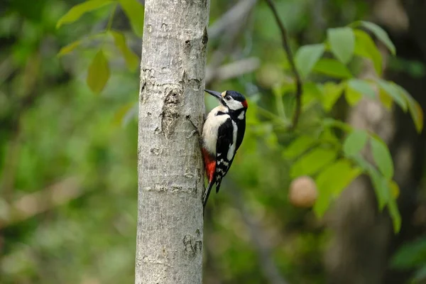 Erithacus Rubella Comer Uma Noz Árvore — Fotografia de Stock