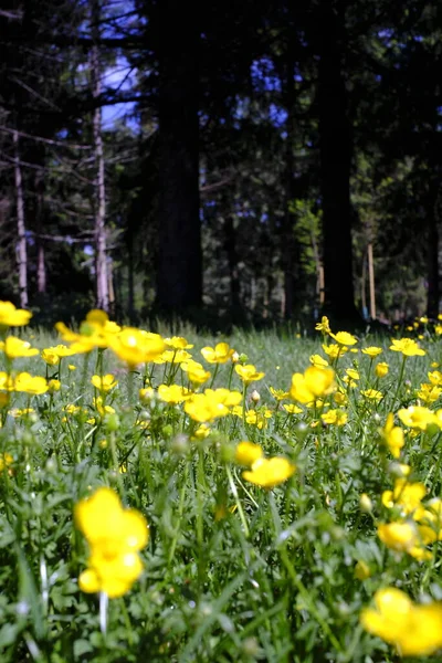 Fleurs Jaunes Dans Classée Printemps — Photo