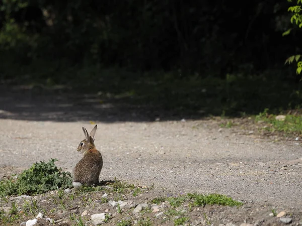 Little Hare Park — Stock Photo, Image