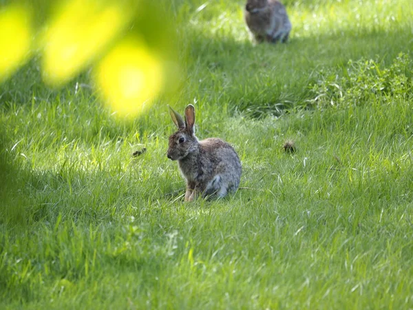 Little Hare Park — Stock Photo, Image