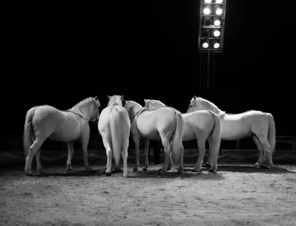 Caballos durante el entrenamiento antes del rendimiento — Foto de Stock