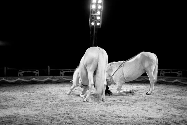 Chevaux pendant l'entraînement avant la performance — Photo