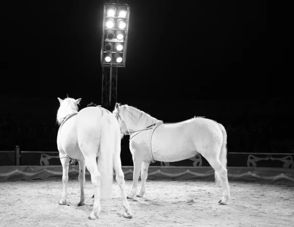 Koně při výcviku před představením — Stock fotografie