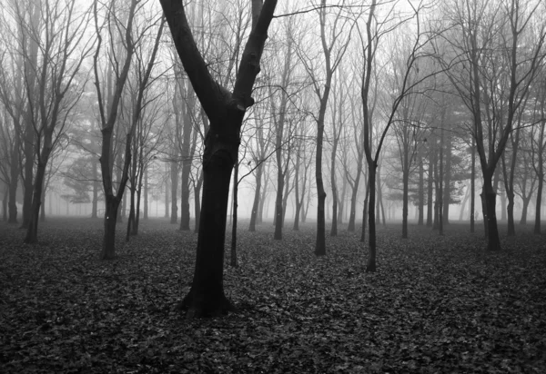 Park in winterochtend — Stockfoto