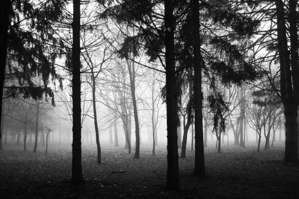 Park in winterochtend — Stockfoto