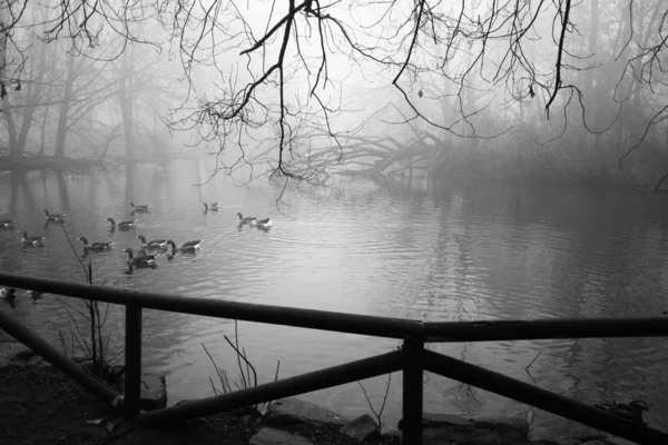 Cena de inverno — Fotografia de Stock