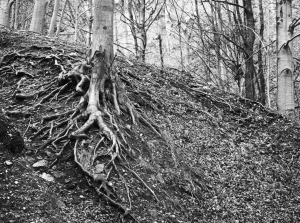 Raíces de árboles en el bosque —  Fotos de Stock