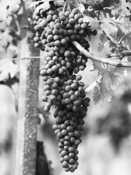 Ripe grape in leaves — Stock Photo, Image