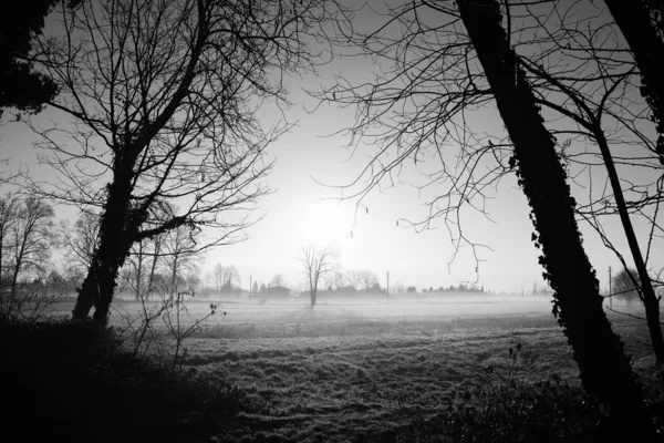 Rano pole z mgły — Zdjęcie stockowe
