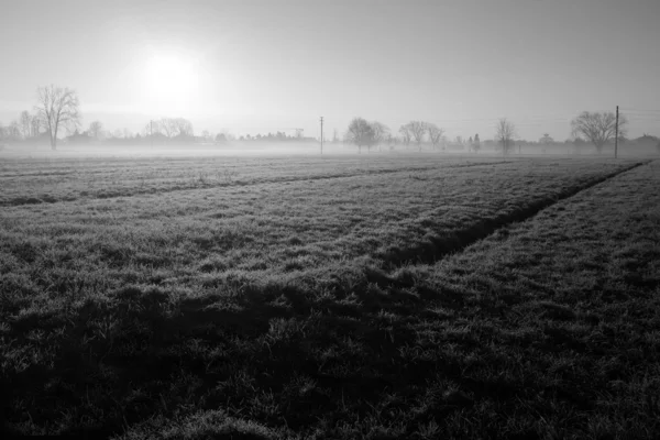 Morning field with fog — Stock Photo, Image