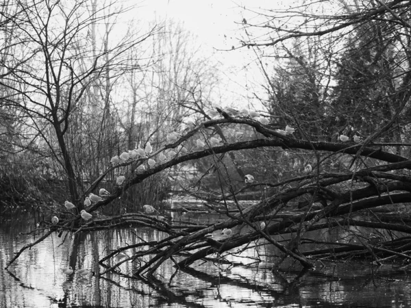 Uccelli sui rami degli alberi — Foto Stock