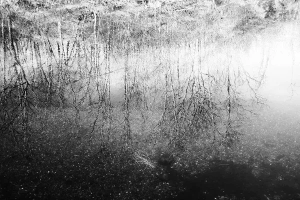 Vijver met bomen reflectie op water — Stockfoto